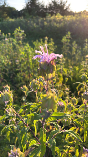 wild bergamot