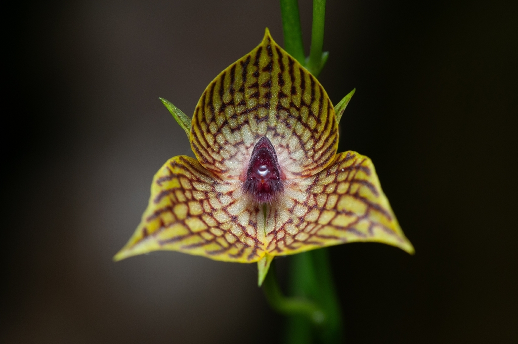 Telipogon glicensteinii