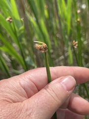 Schoenoplectus americanus, photograph author not stated, no rights reserved