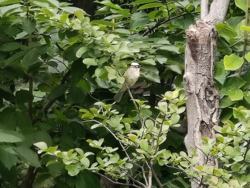 Light-vented Bulbul