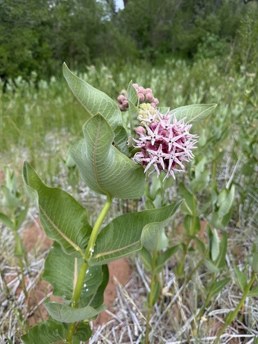 showy milkweed