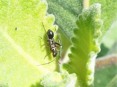 Closterocoris amoenus