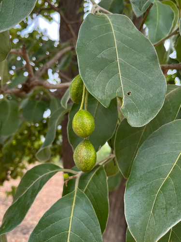 Terminalia chebula observed 2026-06-19