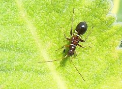 Closterocoris amoenus