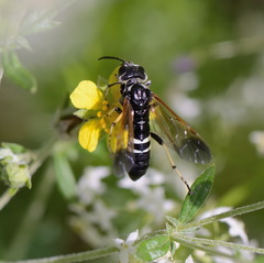 Tenthredo bifasciata violacea