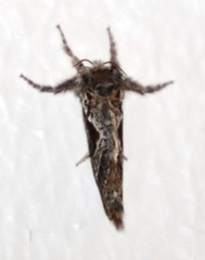 Eudalaca
