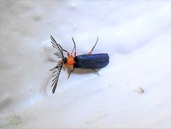 Pterotus obscuripennis