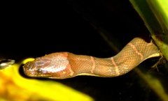 Homalopsis buccata
