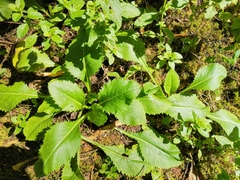 Packera toluccana