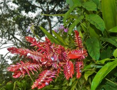 Aechmea tillandsioides