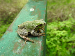 Hyla intermedia