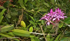 Epidendrum flexuosum