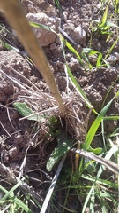 Stachys cretica