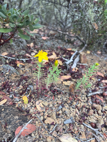 Hypericum concinnum, photograph 5