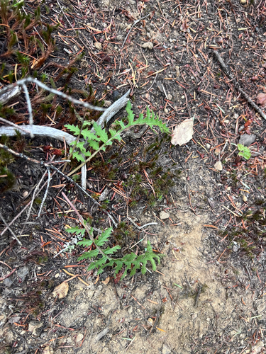 Pedicularis densiflora, photograph 6