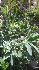 Stachys cretica