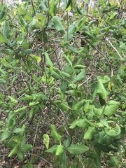 Lonicera sempervirens
