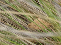 Hemeroplanis scopulepes