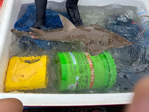 Whitespotted Guitarfish