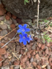 Glandora prostrata