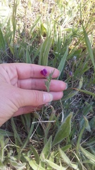 Vicia peregrina