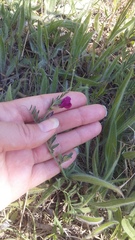 Vicia peregrina