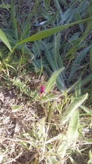Vicia peregrina