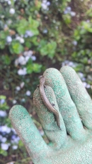 Batrachoseps gavilanensis