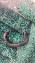 Batrachoseps gavilanensis