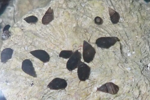 Hinea lineata observed 2026-06-19