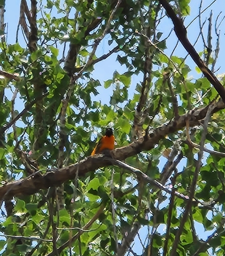 Baltimore Oriole