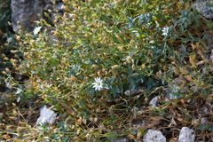 Stellaria ruscifolia