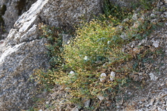 Stellaria ruscifolia