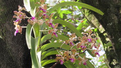 Vanda tricolor