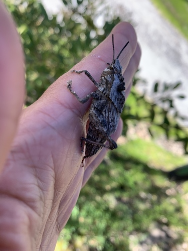 iNaturalist observation photo of Gray Dragon Lubber