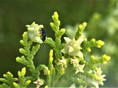 Harmonia quadripunctata