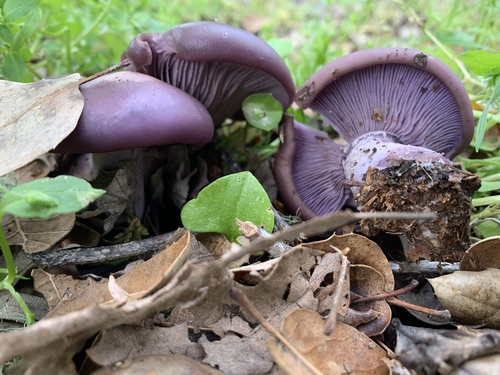iNaturalist observation photo of Blewit
