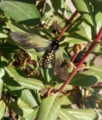 Chrysocale