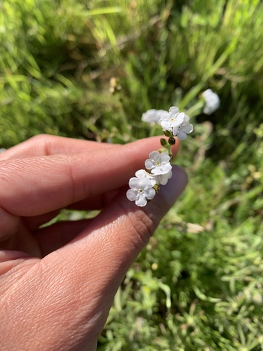 iNaturalist observation photo of Rusty Popcornflower