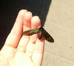 Chrysocale