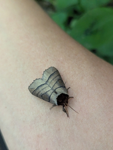 Angus' Datana Moth photo 4