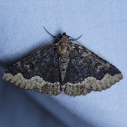 Horrid Zale Moth photo 6