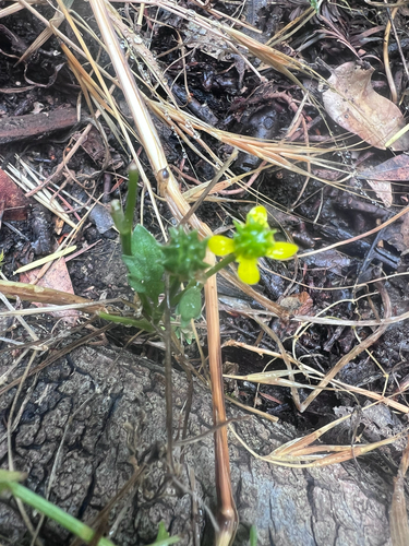 Ranunculus muricatus, photograph 2