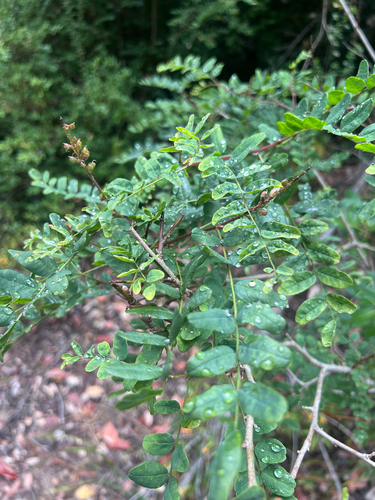 Amorpha californica, photograph 6