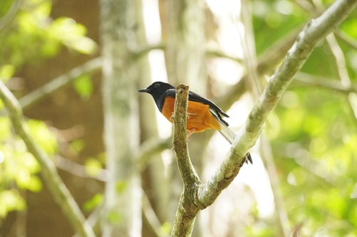 White-crowned Shama (Copsychus stricklandii), photo 8