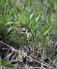 Polygonatum odoratum