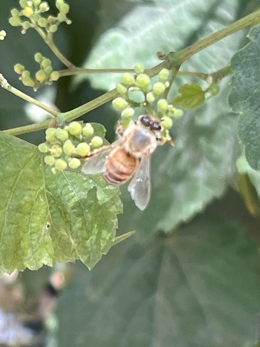 Bee