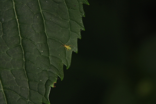 Predatory bug photo 6