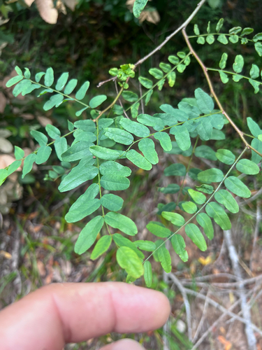Amorpha californica, photograph 5