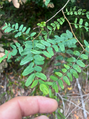 Amorpha californica, photograph author not stated, no rights reserved